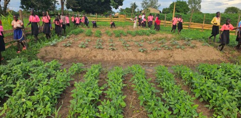 School Gardens